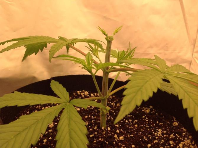 The Garden 2020 - GGxWW. Week 4