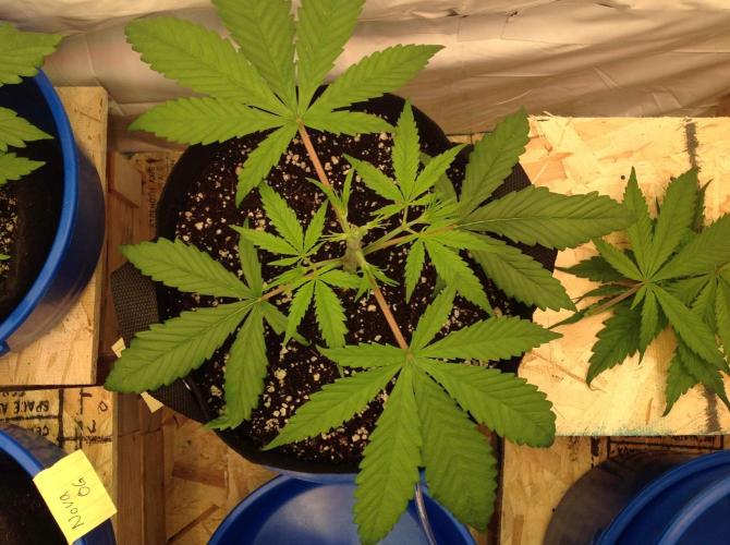 The Garden 2020 - GGxWW. Week 4