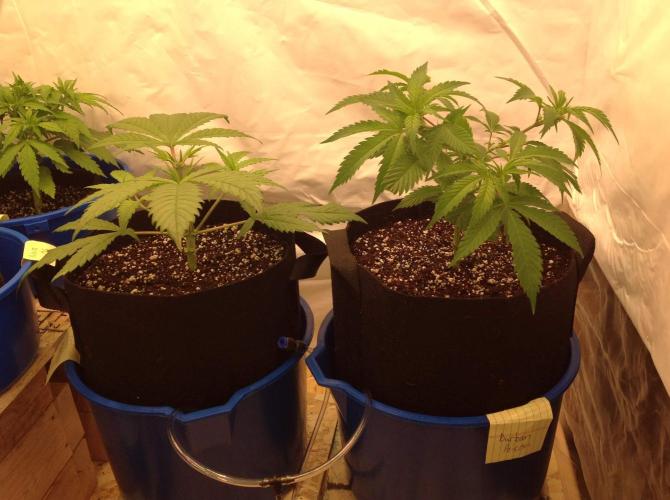 The Garden 2020 - GGxWW. Week 4