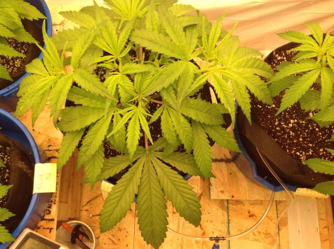 The Garden 2020 - GGxWW. Week 4