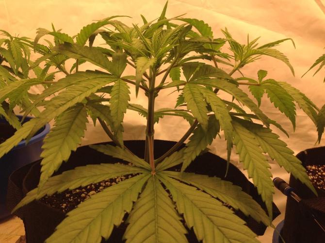 The Garden 2020 - GGxWW. Week 4