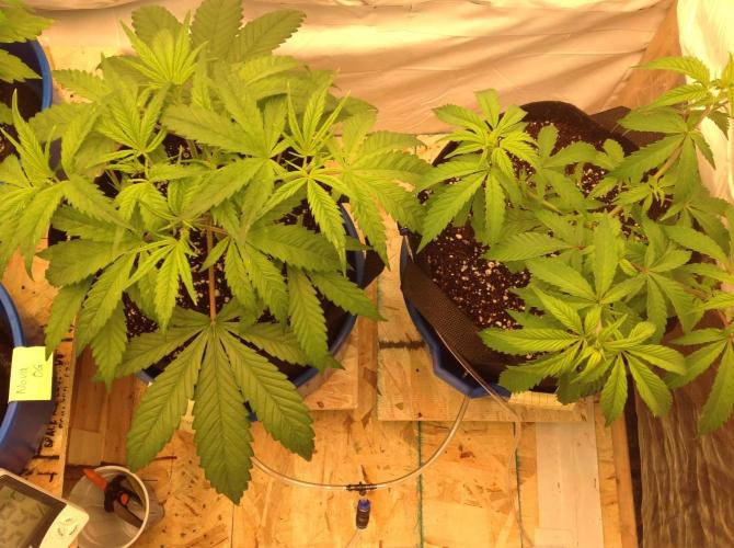 The Garden 2020 - GGxWW. Week 4