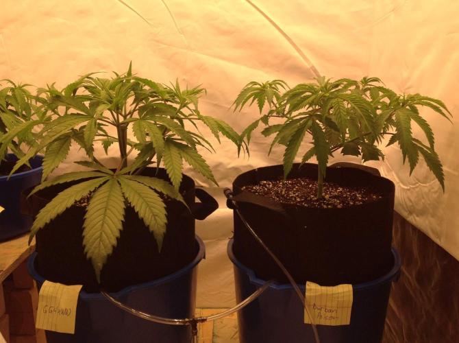 The Garden 2020 - GGxWW. Week 4