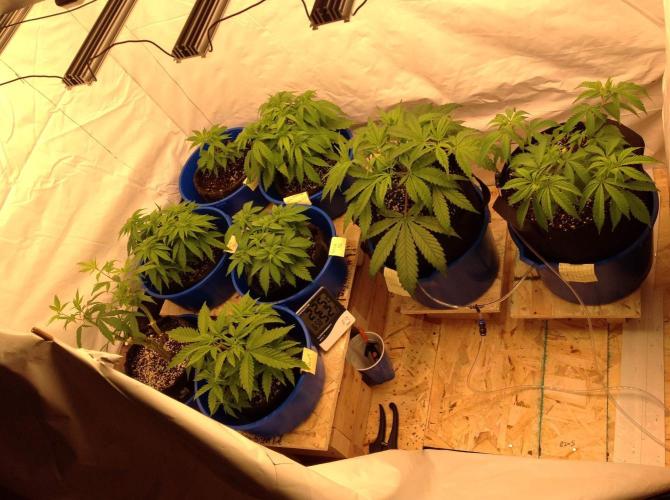 The Garden 2020 - GGxWW. Week 4