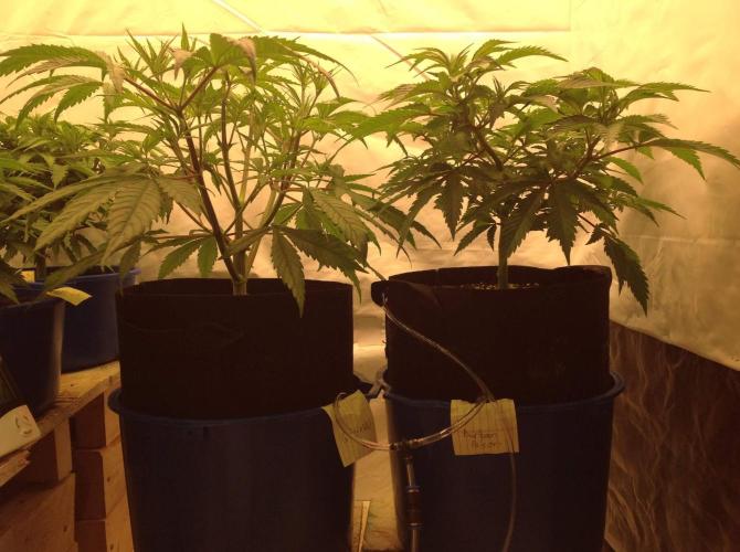 The Garden 2020 - GGxWW. Week 5