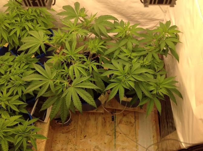 The Garden 2020 - GGxWW. Week 5