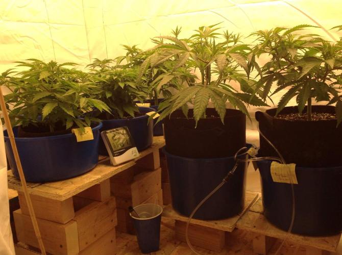 The Garden 2020 - GGxWW. Week 5