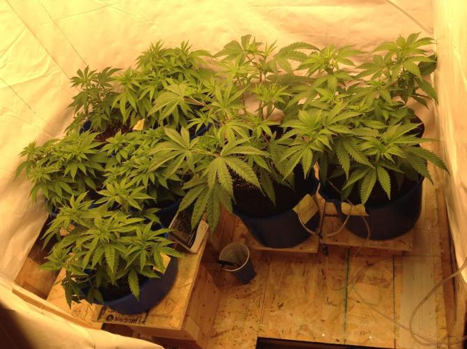 The Garden 2020 - GGxWW. Week 5