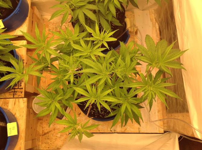 The Garden 2020 - GGxWW. Week 6