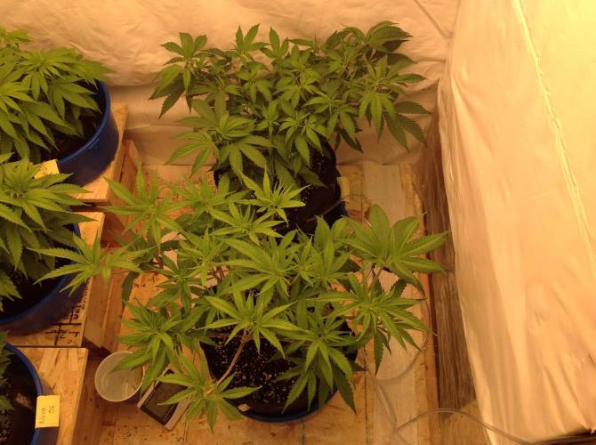 The Garden 2020 - GGxWW. Week 6