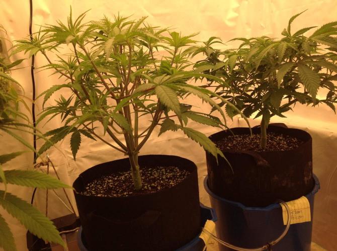 The Garden 2020 - GGxWW. Week 7