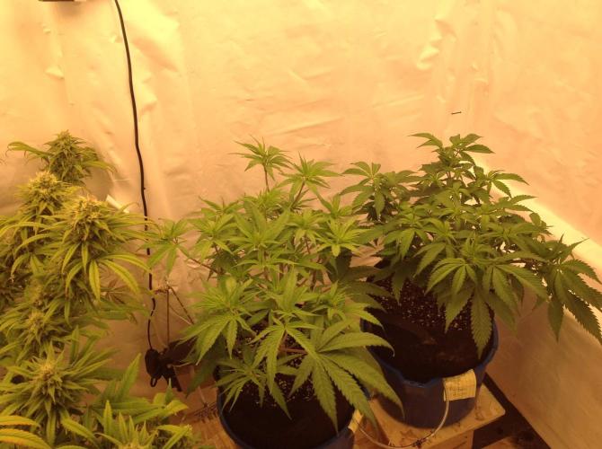 The Garden 2020 - GGxWW. Week 7