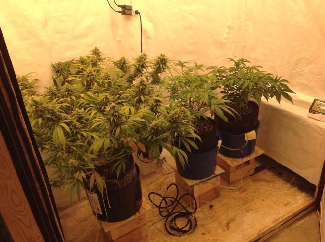 The Garden 2020 - GGxWW. Week 7