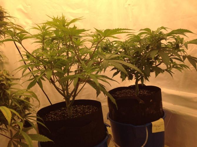 The Garden 2020 - GGxWW. Week 7