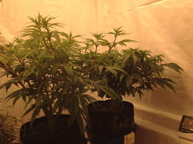 The Garden 2020 - GGxWW. Week 8