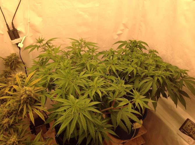 The Garden 2020 - GGxWW. Week 8