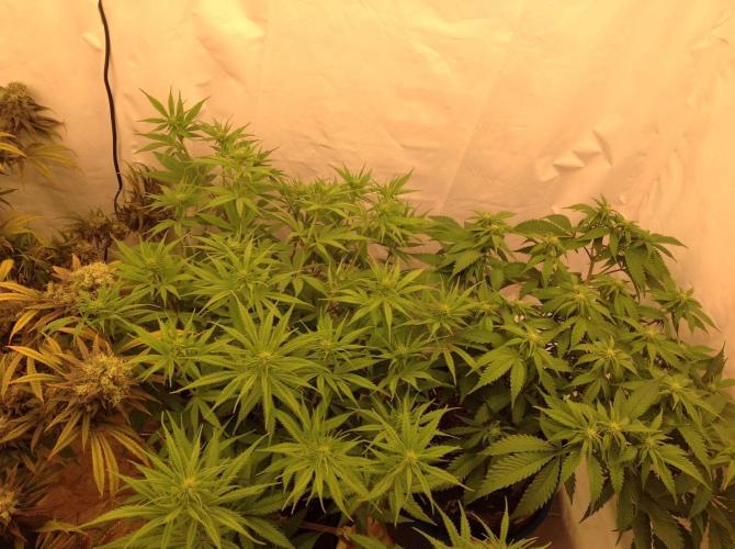 The Garden 2020 - GGxWW. Week 8