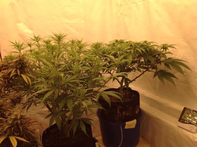 The Garden 2020 - GGxWW. Week 8