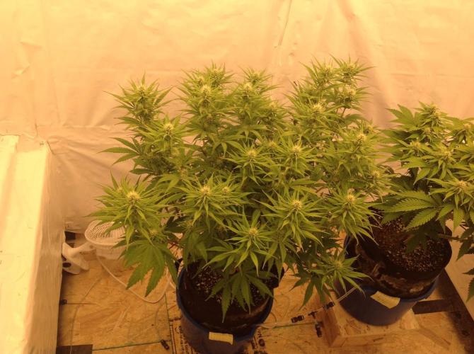 The Garden 2020 - GGxWW. Week 9