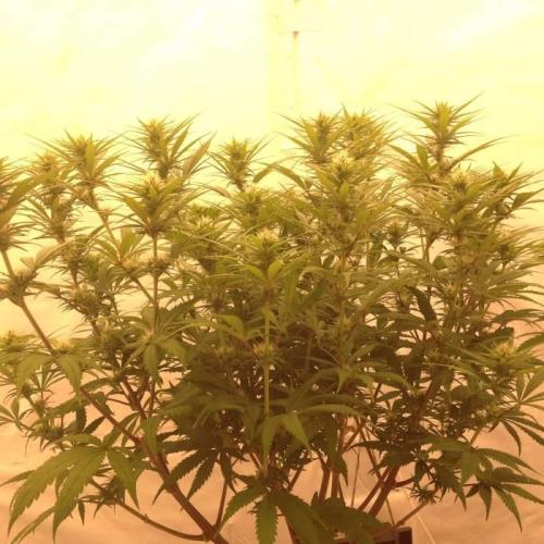 The Garden 2020 - GGxWW. Week 9