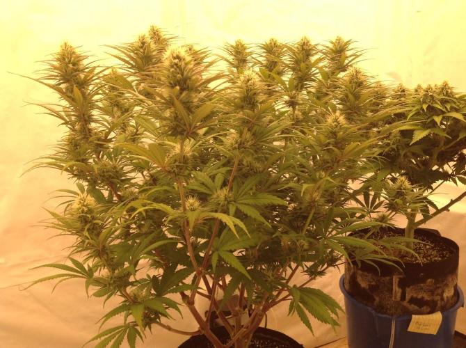 The Garden 2020 - GGxWW. Week 10