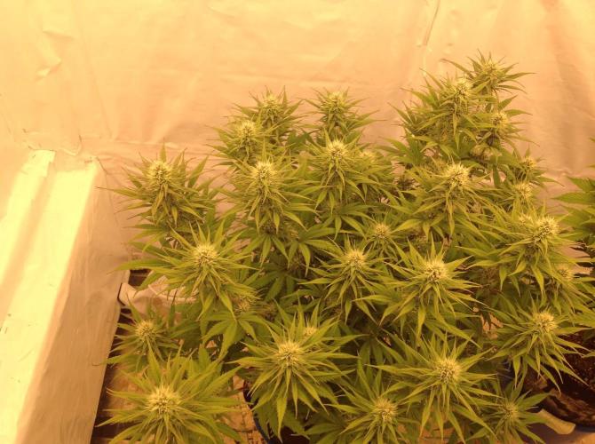 The Garden 2020 - GGxWW. Week 10