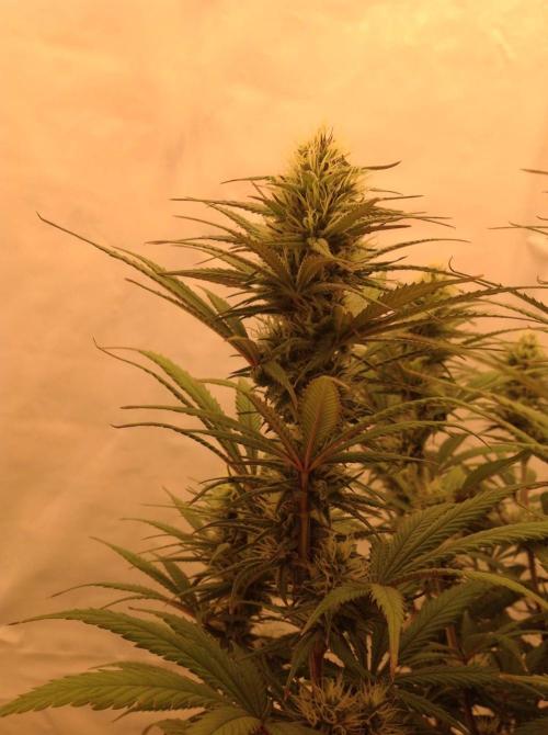 The Garden 2020 - GGxWW. Week 10