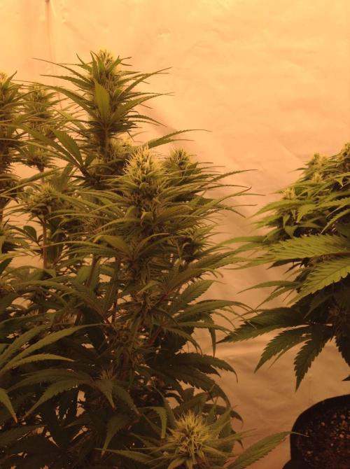 The Garden 2020 - GGxWW. Week 10