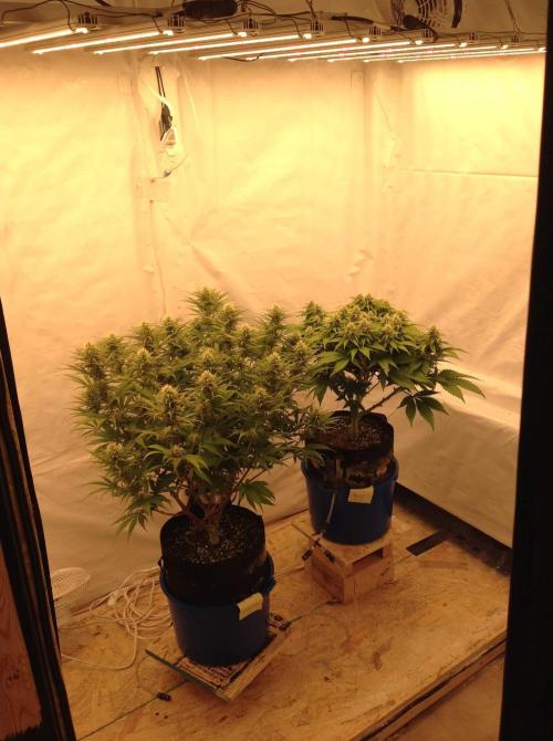 The Garden 2020 - GGxWW. Week 10