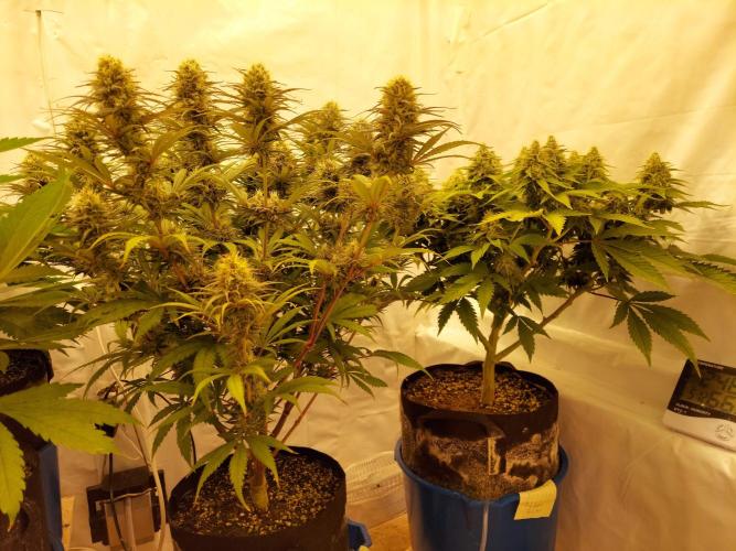 The Garden 2020 - GGxWW. Week 11