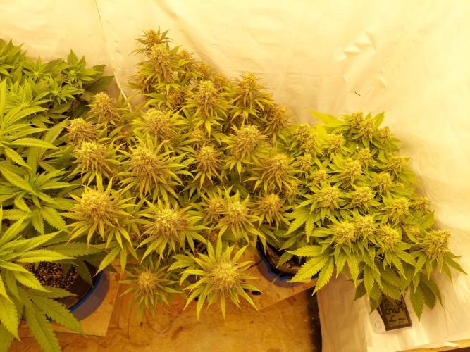 The Garden 2020 - GGxWW. Week 12