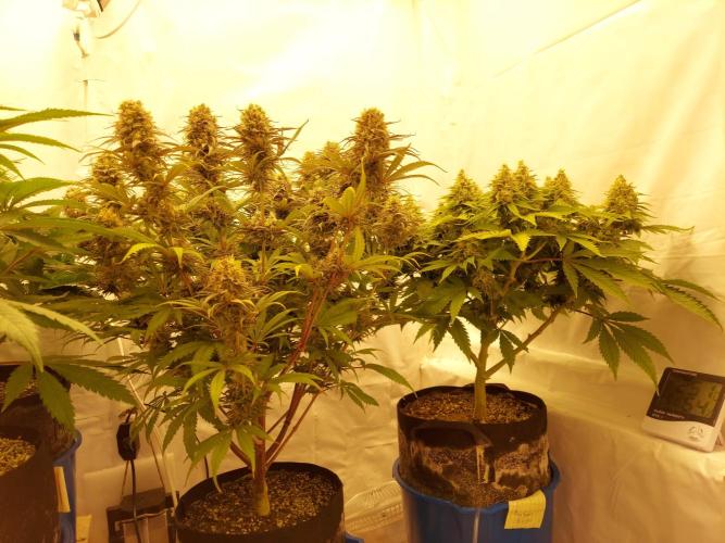 The Garden 2020 - GGxWW. Week 12