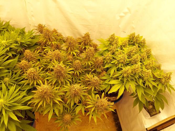 The Garden 2020 - GGxWW. Week 13