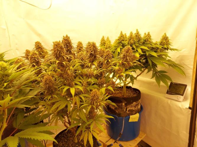 The Garden 2020 - GGxWW. Week 13