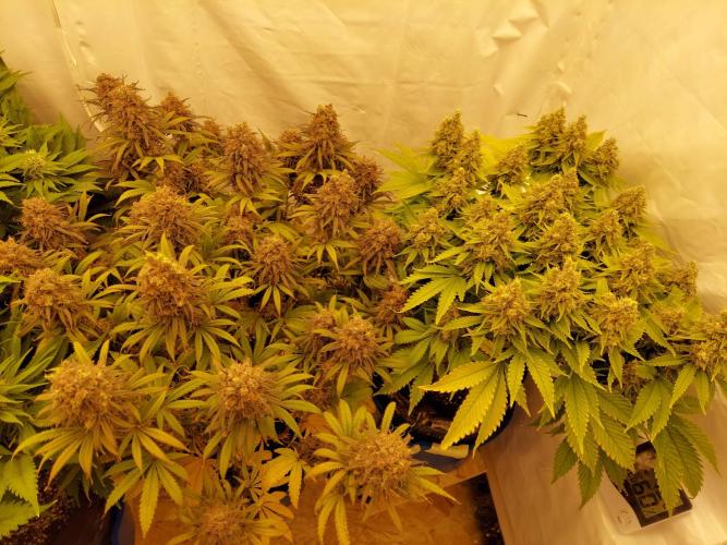 The Garden 2020 - GGxWW. Week 14