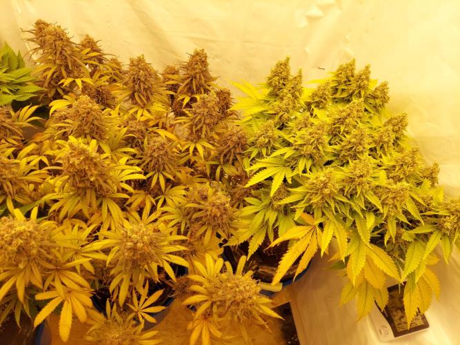 The Garden 2020 - GGxWW. Week 15