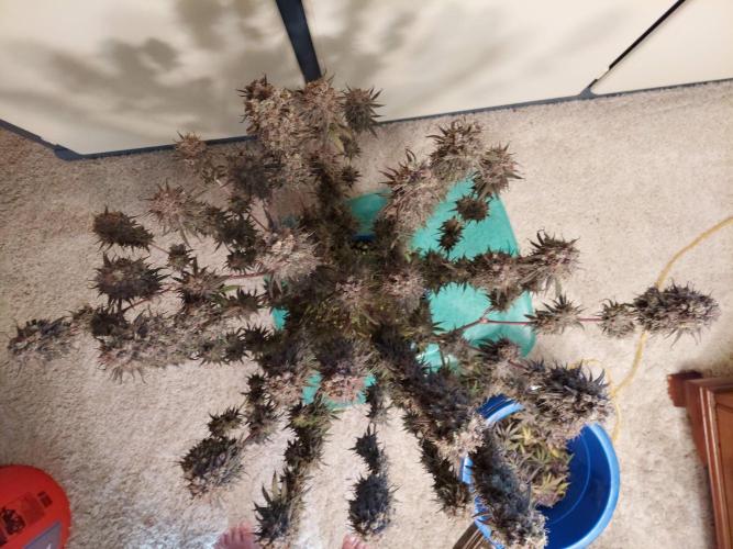 The Garden 2020 - GGxWW. Week 16