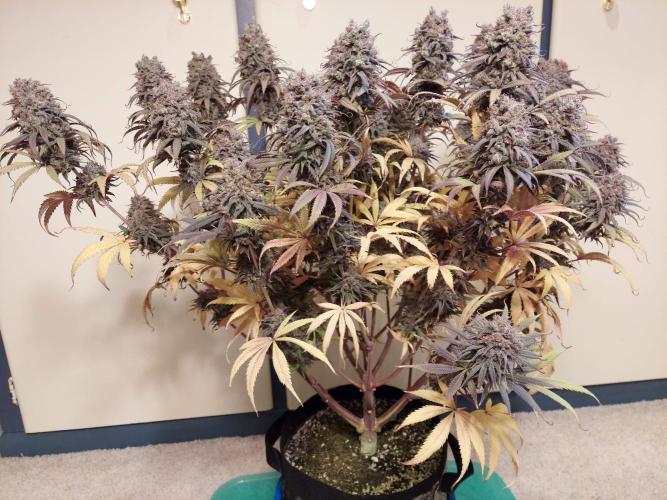 The Garden 2020 - GGxWW. Week 16