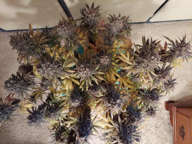 The Garden 2020 - GGxWW. Week 16