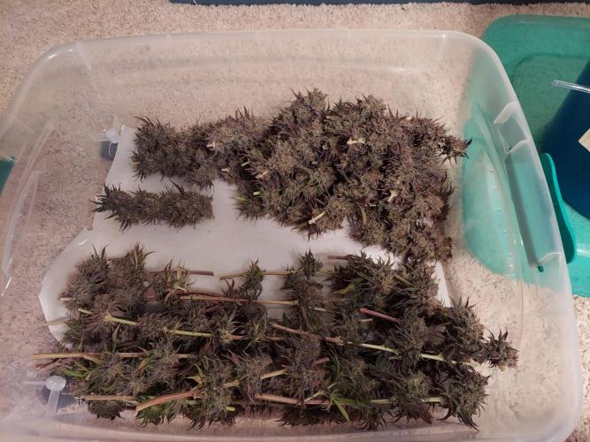 The Garden 2020 - GGxWW. Week 16