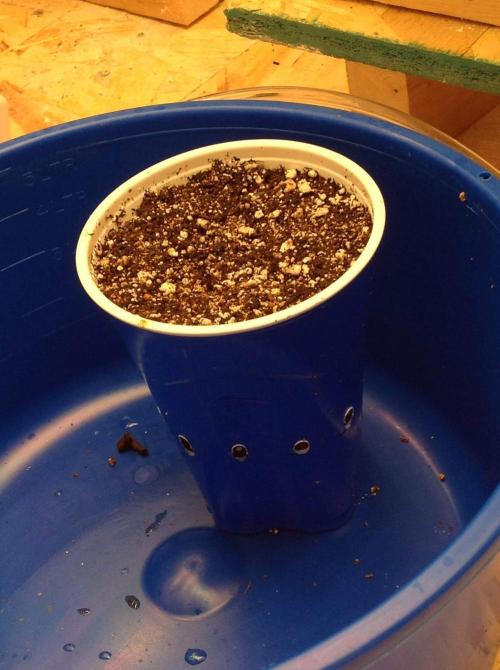 The Garden 2020 - GGxWW Solo Cup Grow. Week 0