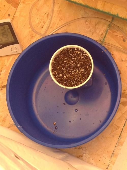 The Garden 2020 - GGxWW Solo Cup Grow. Week 0