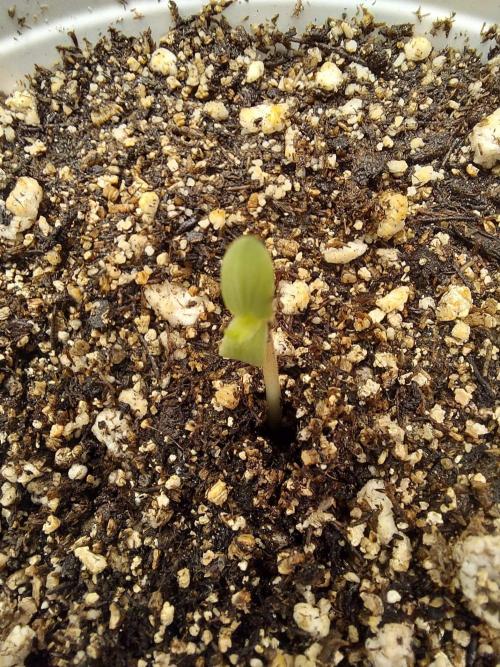 The Garden 2020 - GGxWW Solo Cup Grow. Week 0