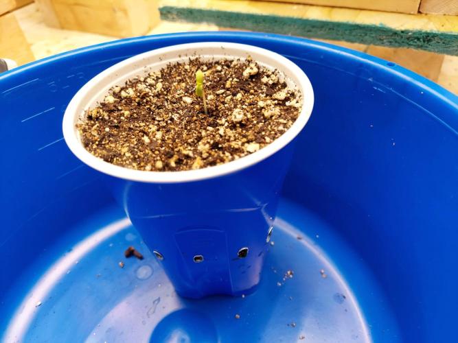The Garden 2020 - GGxWW Solo Cup Grow. Week 0