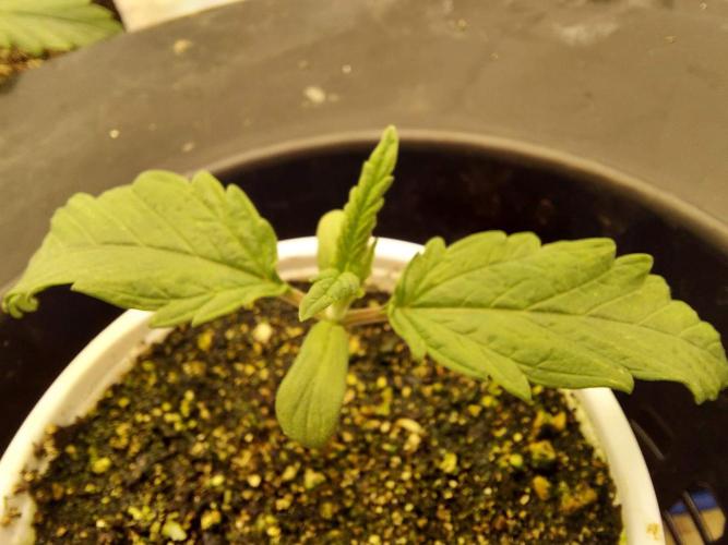 The Garden 2020 - GGxWW Solo Cup Grow. Week 1