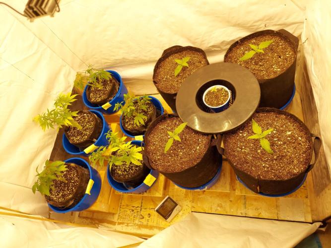 The Garden 2020 - GGxWW Solo Cup Grow. Week 1