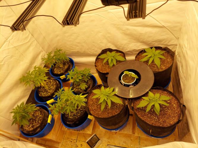 The Garden 2020 - GGxWW Solo Cup Grow. Week 1