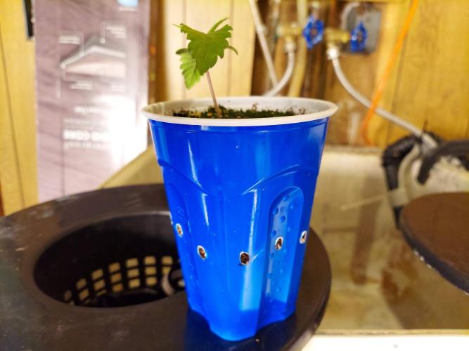 The Garden 2020 - GGxWW Solo Cup Grow. Week 1