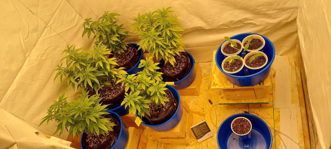 The Garden 2020 - GGxWW Solo Cup Grow. Week 1