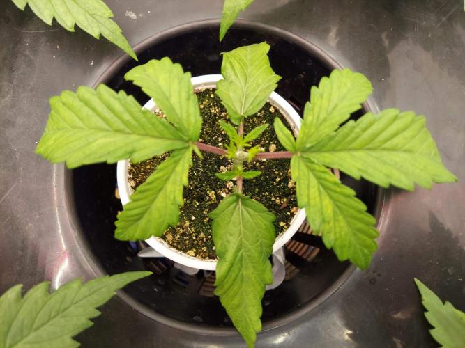 The Garden 2020 - GGxWW Solo Cup Grow. Week 2